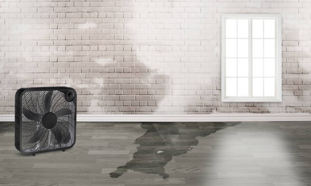 Best Local water damage restoration  in Racine, WI